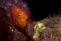   Showing His SpotsA juvenile Garibaldi displays neon blue spots. Image Catalina Island 40 depth Canon Digital Rebel Ikelite Housing 60mm 2.8 lens single DS50 strobe. Taken manual mode f22 1320 second. spots 28 strobe 1/320 320 second  